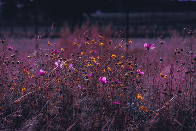Close-up of pink crocus flowers on land