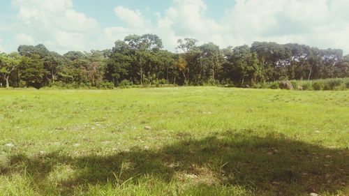 Trees on field against sky