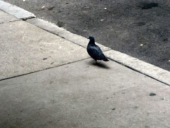 Bird perching on wall