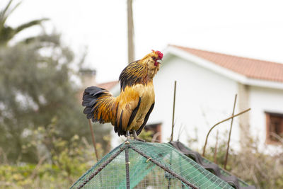 Dwarf breed rooster crowing high in the pastures of a rural area