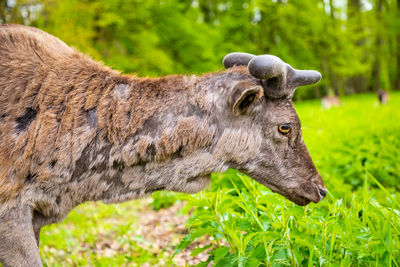 Side view of a horse on field