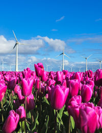 Low angle view of flowering plants against blue sky