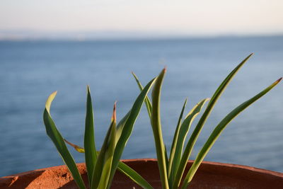 Close-up of plant against sea