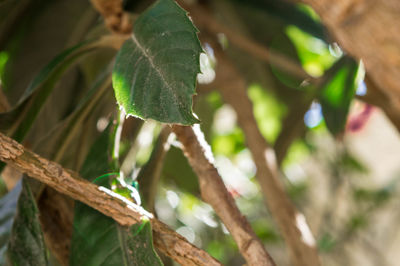 Close-up of fresh green leaves