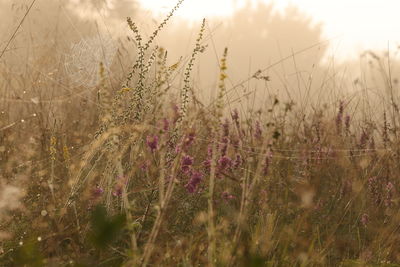 Close-up of flowering plants on field against sky