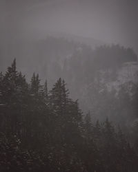 Trees in forest against sky