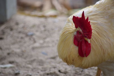 Close-up of a bird