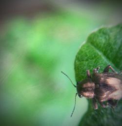 Close-up of insect on leaf