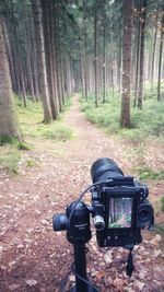 Close-up of camera on tree trunk in forest