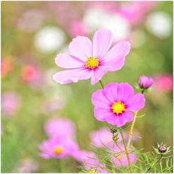 Close-up of purple flowers