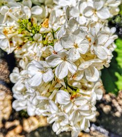 Close-up of white flowers