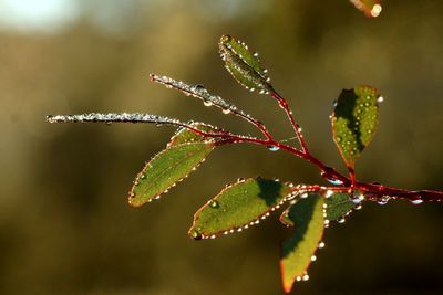 Close-up of raindrops on plant leaves