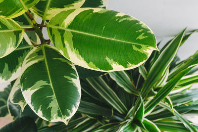 Close-up of fresh green leaves