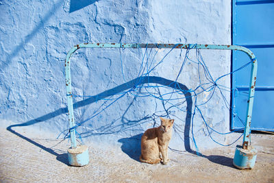 Cat sitting on wall