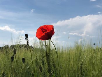 Red poppy flower on field against sky