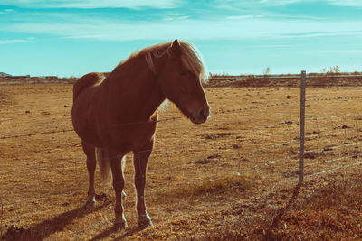 Horse grazing on field against sky