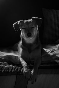 Portrait of dog on bed