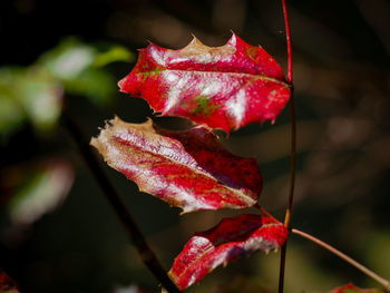 red