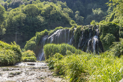 Scenic view of waterfall against trees in forest