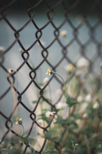 Close-up of small bird seen through chainlink fence