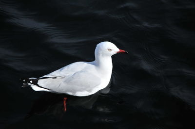 High angle view of swan swimming in lake