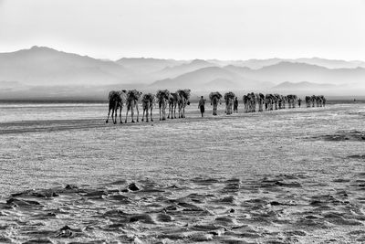 People on beach against sky