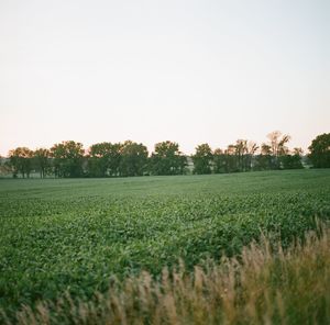 Scenic view of field against clear sky