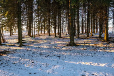 Spruce forest in the light of a low winter sun with long shadows, russia.