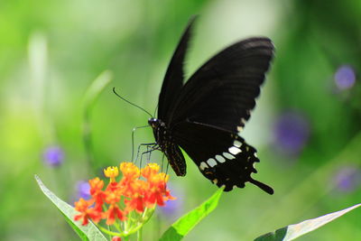 Close-up of butterfly pollinating on flower