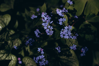 Close-up of purple flowering plants