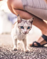 Portrait of cat by woman crouching on road