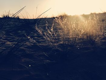 Close-up of grass on field against sky during sunset