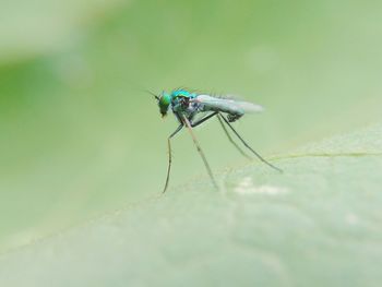 Close-up of insect