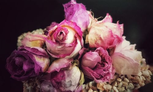 Close-up of pink roses against black background