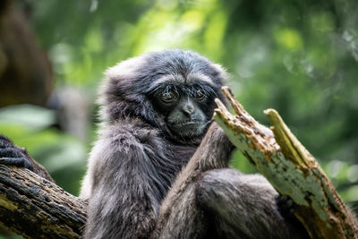 Close-up of monkey sitting on tree