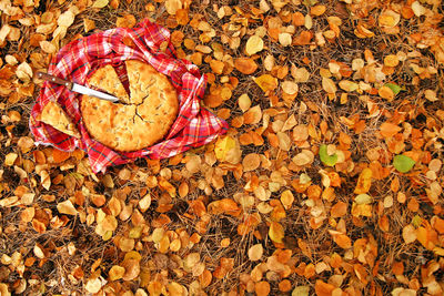 High angle view of maple leaves on fallen tree