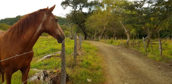 Horse in field