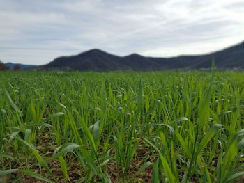 Scenic view of agricultural field against sky