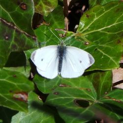 Close-up of butterfly on leaf