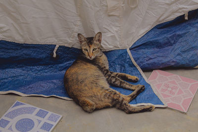 High angle view of cat resting on bed at home