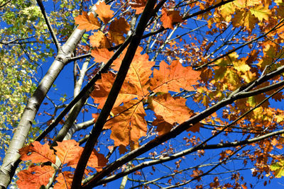 Low angle view of autumnal tree against blue sky