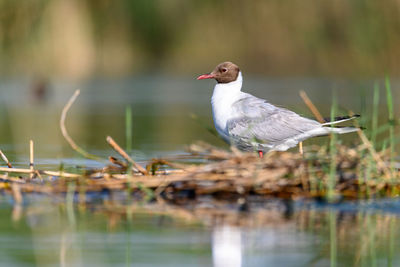 Close-up of bird perching on lake