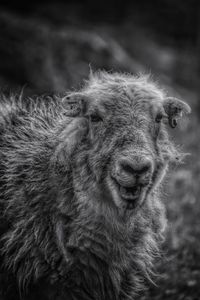 Close-up of sheep