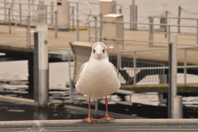 Seagull perching on railing