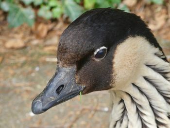 Close-up of a bird