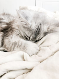 Sleeping silver kitten in white bedding