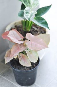 Close-up of pink flower pot on table