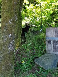 View of a dog on a tree