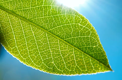 Macro shot of leaf