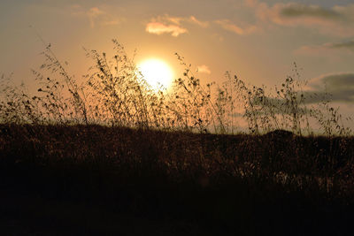 Scenic view of field against sky during sunset